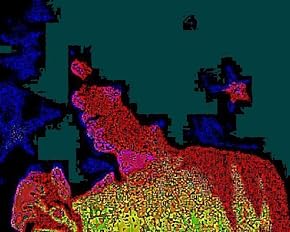 Image of Okus Dolphin