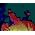 Thumbnail image of Okus Dolphin