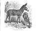 Lydekker Royal Natural History African Wild Ass Antique Print Wild Life