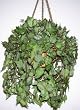 Mini Frosted Ivy Hanging Basket