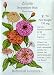 Zinnia Seeds Peppermint Stick