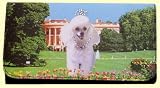 Presidential Poodle (White) Wallet and Checkbook Cover