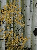 Autumn Foliage and Tree Trunks of Quaking Aspen Trees in the Crested Butte Area of Colorado Photographic Poster Print by Marc Moritsch, 36x48 Autumn Foliage and Tree Trunks of Quaking Aspen Trees in the Crested Butte Area of Colorado Photographic Poster Print by Marc Moritsch, 36x48