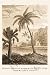 Canvas Print, Hindu Peasant Ascending Cocoa Nut Tree - 20 x 30