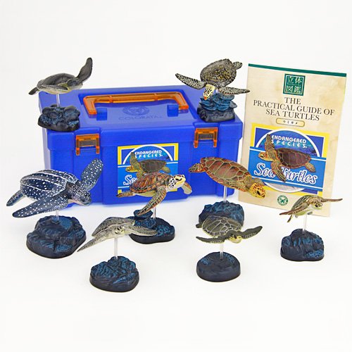 Colorata Sea Turtles Real Figure Book-image