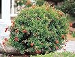Dwarf Flowering Pomegranate One Gallon