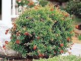 Dwarf Flowering Pomegranate, One Gallon Container by Monrovia Growers