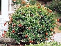 Dwarf Flowering Pomegranate Two Gallon