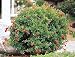 Dwarf Flowering Pomegranate One Gallon Image