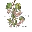 Begonias