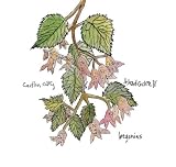 Begonias (Dig)