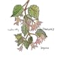 Begonias (Dig)
