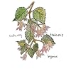 Begonias (Dig)