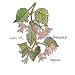 Begonias (Dig)