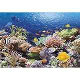 Castorland - Puzzle 1000 pièces - Récif de corail