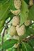 Indischer Maulbeerbaum (morinda Citrifolia) - 24