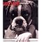 own Boxer dog stuff