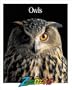 Owls (Zoobooks Series)