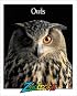 Owls (Zoobooks Series)