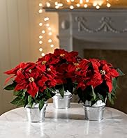 Poinsettia Trio