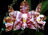 Phalaenopsis amboinensis Specie Orchid Plant