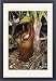 Framed Prints of Jlmo-830 Pitcher Plant - Mossy a Flower from Ardea Wildlife Pets