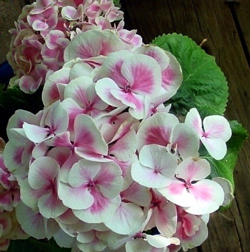 Cityline Mars Hydrangea macrophylla - Long Lasting Blooms - Proven Winners