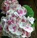 Cityline Mars Hydrangea macrophylla-Long Lasting Blooms