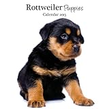 Magnet & Steel Rottweiler Puppies Mini Wall Calendar
