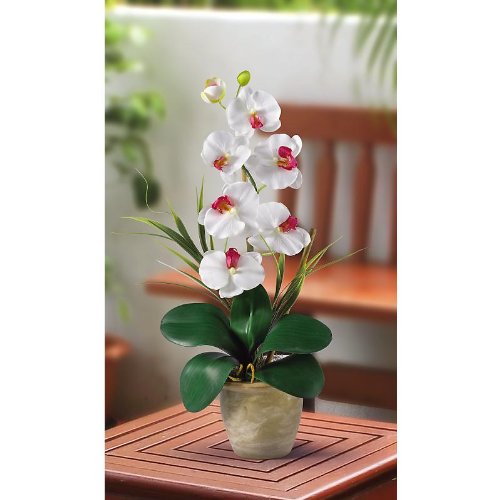 Single Stem Phalaenopsis Silk Orchid Arrangement