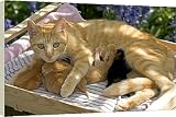 Box Canvas Print of Cat - ginger tabby with kittens suckling from Ardea