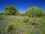 Oak and Mesquite Tree with Bluebonnets, Low Bladderpod, Texas Hill Country, Texas, USA Photographic Poster Print by Alison Jones, 18x24