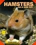 Hamsters As a New Pet