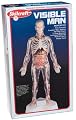Visible Man, 16" Tall