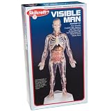 Skillcraft Visible Man 16" Anatomy Model ~ Craft House Corporation