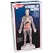 Skillcraft Visible Man 16" Anatomy Model