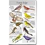 Identiflyer SongCard - Forest Edge