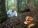 Attenborough in Paradise