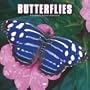 Butterflies 2007 Calendar
