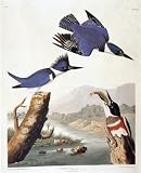 Audubon Belted Kingfisher Bird Art Print - 8 in x 10 in Unmatted