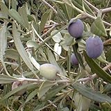 Arbequina Olive Tree Live Plant Cold Hardy 1-2 Feet Tall Arbequina Olive Tree Live Plant Cold Hardy 1-2 Feet Tall