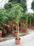 Eigenschaften Terrapalme  / Bambusa vulgaris Topfbreite 33 cm / Pflanzenhöhe 225 cm mit Topf / Stamm