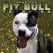 American Pit Bull Terriers 2004 Calendar