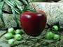 Big Red Apple Stall Toy