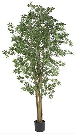 Japanese Maple Silk Tree - 6 Feet Tall