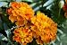 Three Orange Marigold (tagetes Erecta) - 24