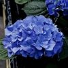Hydrangea macrophylla Adria - 2 shrubs