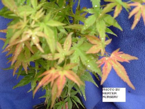 red japanese maple bonsai. Wilson#39;s Pink Dwarf Japanese