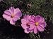 Close-Up of Garden Cosmos Flowers (Cosmos Bipinnatus) Photographic Poster Print by C. Delu, 12x16