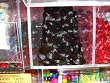 Candy, Black Licorice Wheels (Haribo) - 1 Lb.